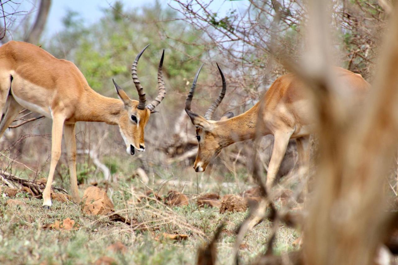 Jackals Dream - Self Catering Bordering Kruger National Park Villa *