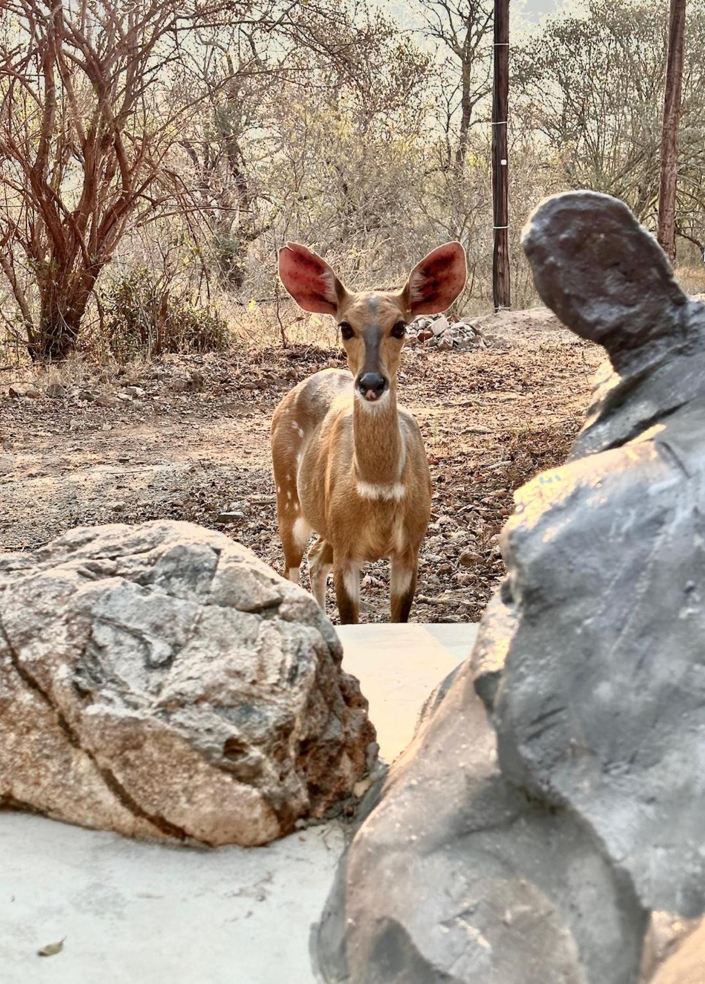 Jackals Dream - Self Catering Bordering Kruger National Park *